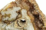 Agatized Fossil Coral Geode - Florida #234351-1